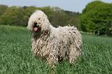 KOMONDOR 077